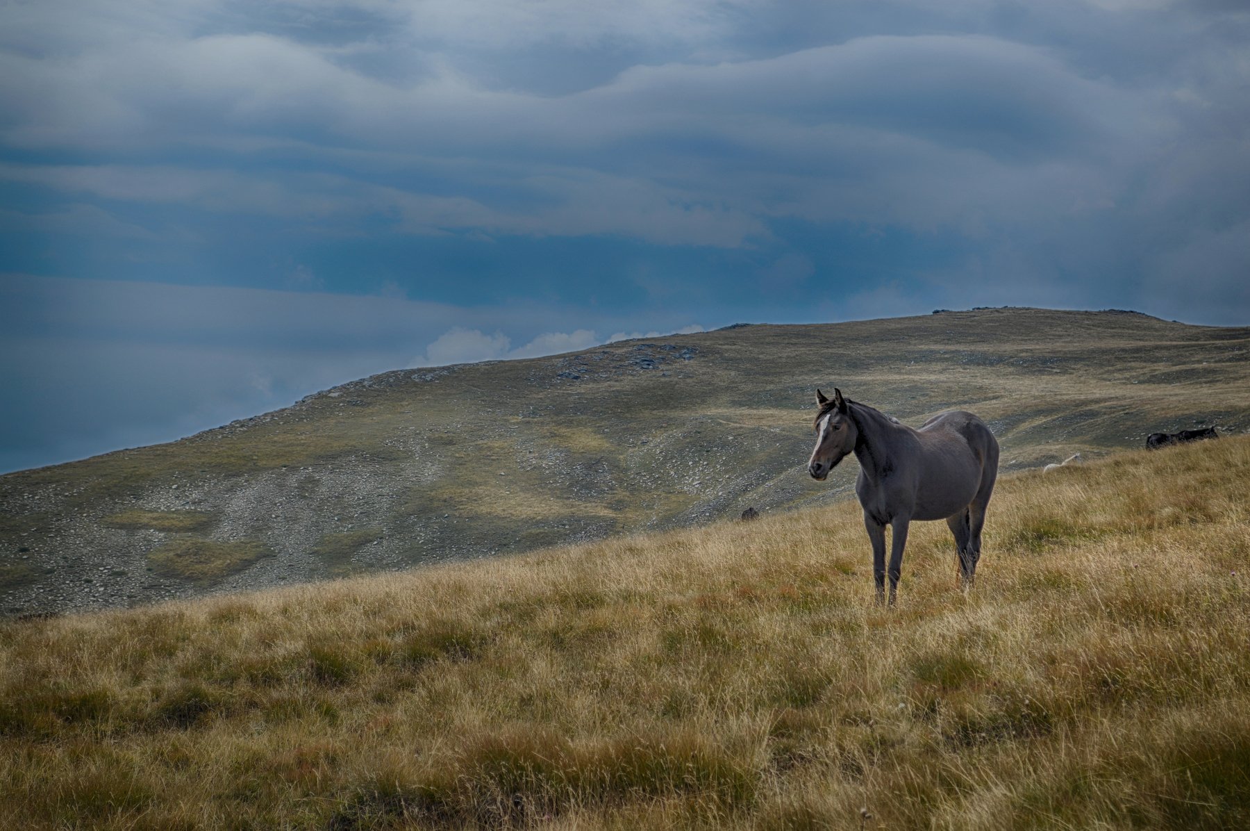 mountain nature horse animals  landscapes pasture kaimakchalan, Teodora Sarbinska