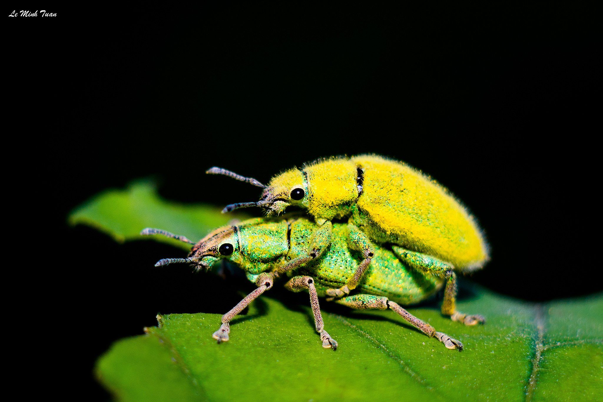 beetles, Lê Minh Tuấn