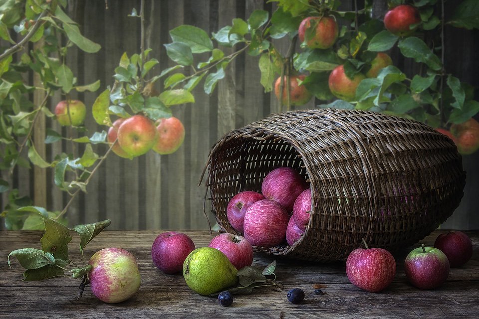 натюрморт, лето, урожай. август, яблоки, фрукты, Ирина Приходько