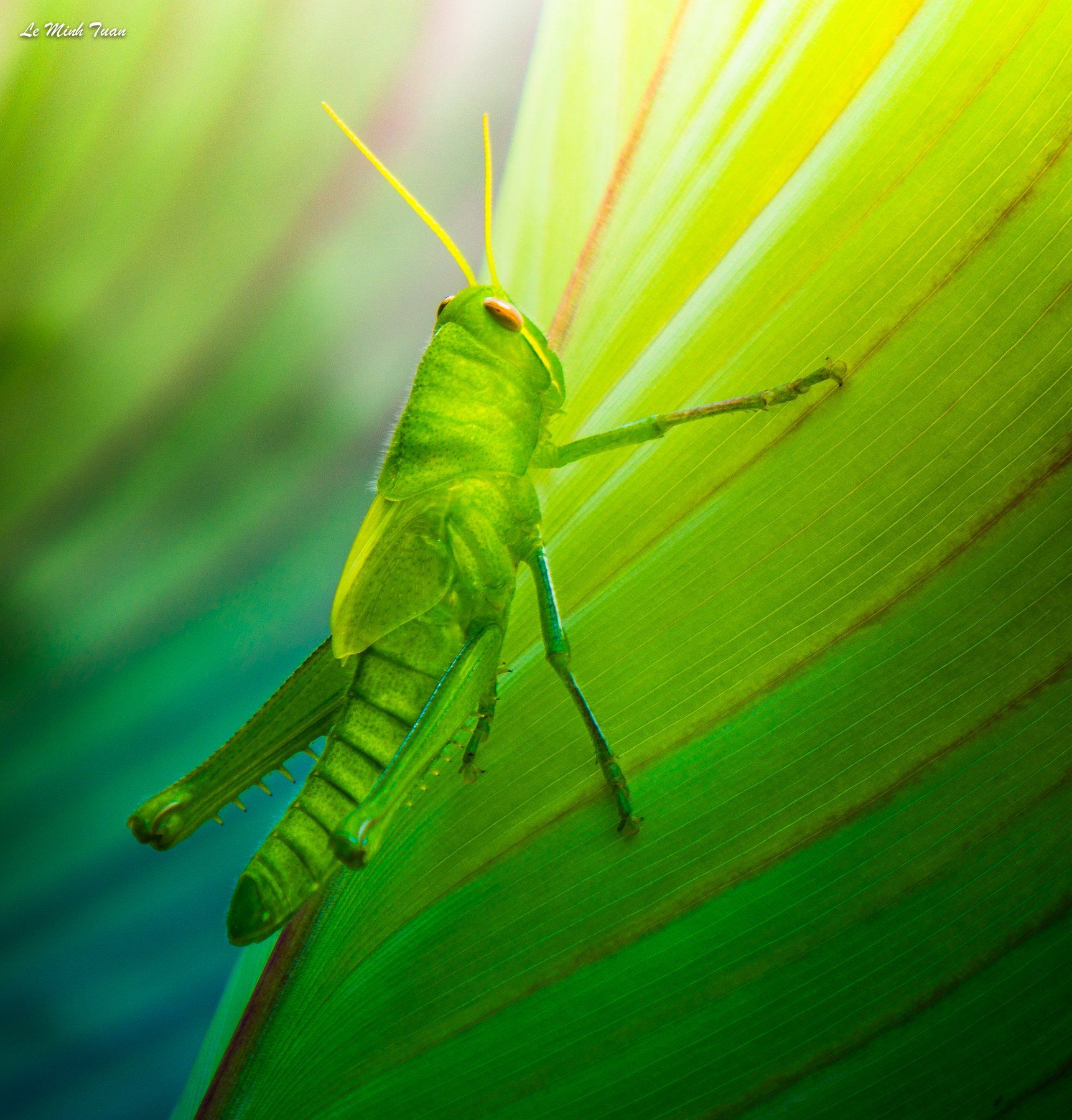 grasshopper, Lê Minh Tuấn