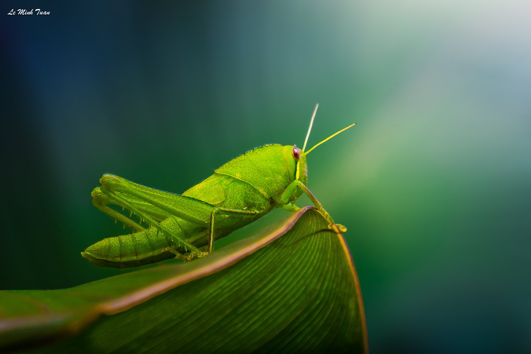 grasshopper, Lê Minh Tuấn