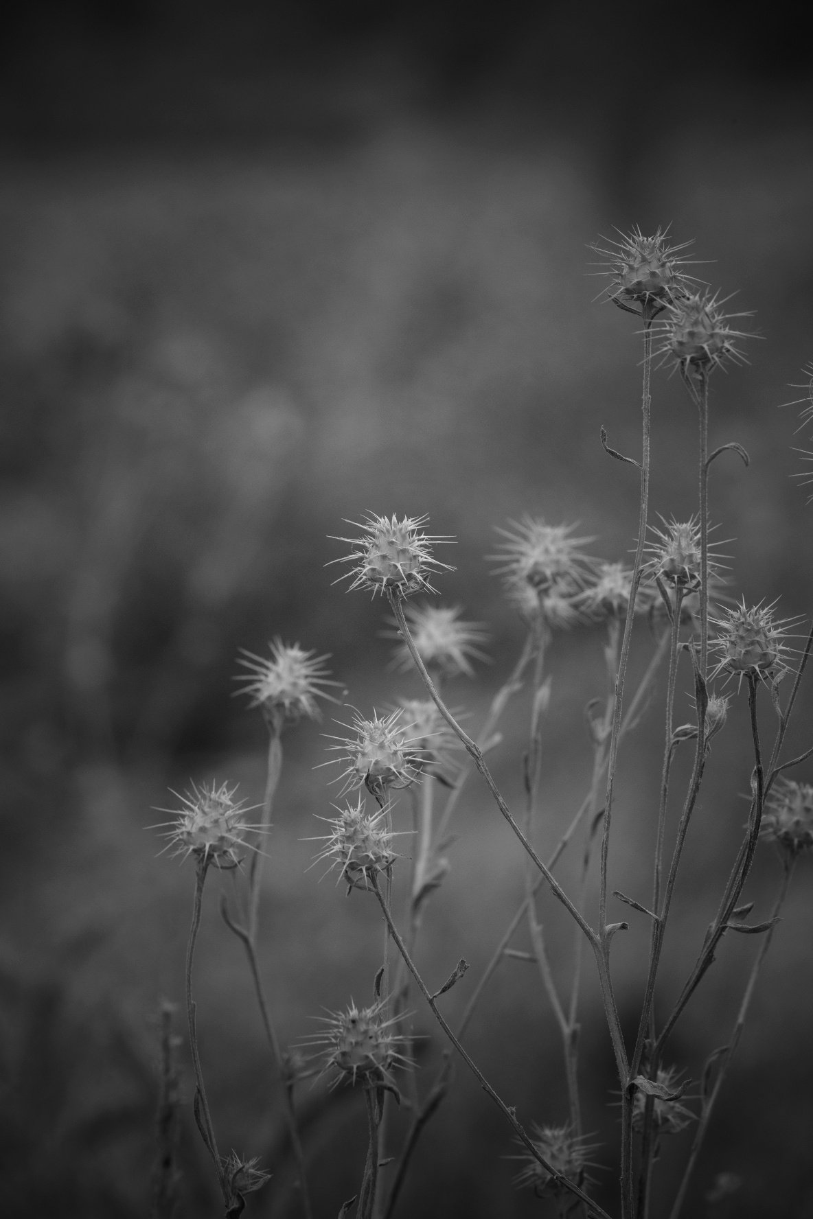 Plantas, natura, b&w, , Marian Lázaro