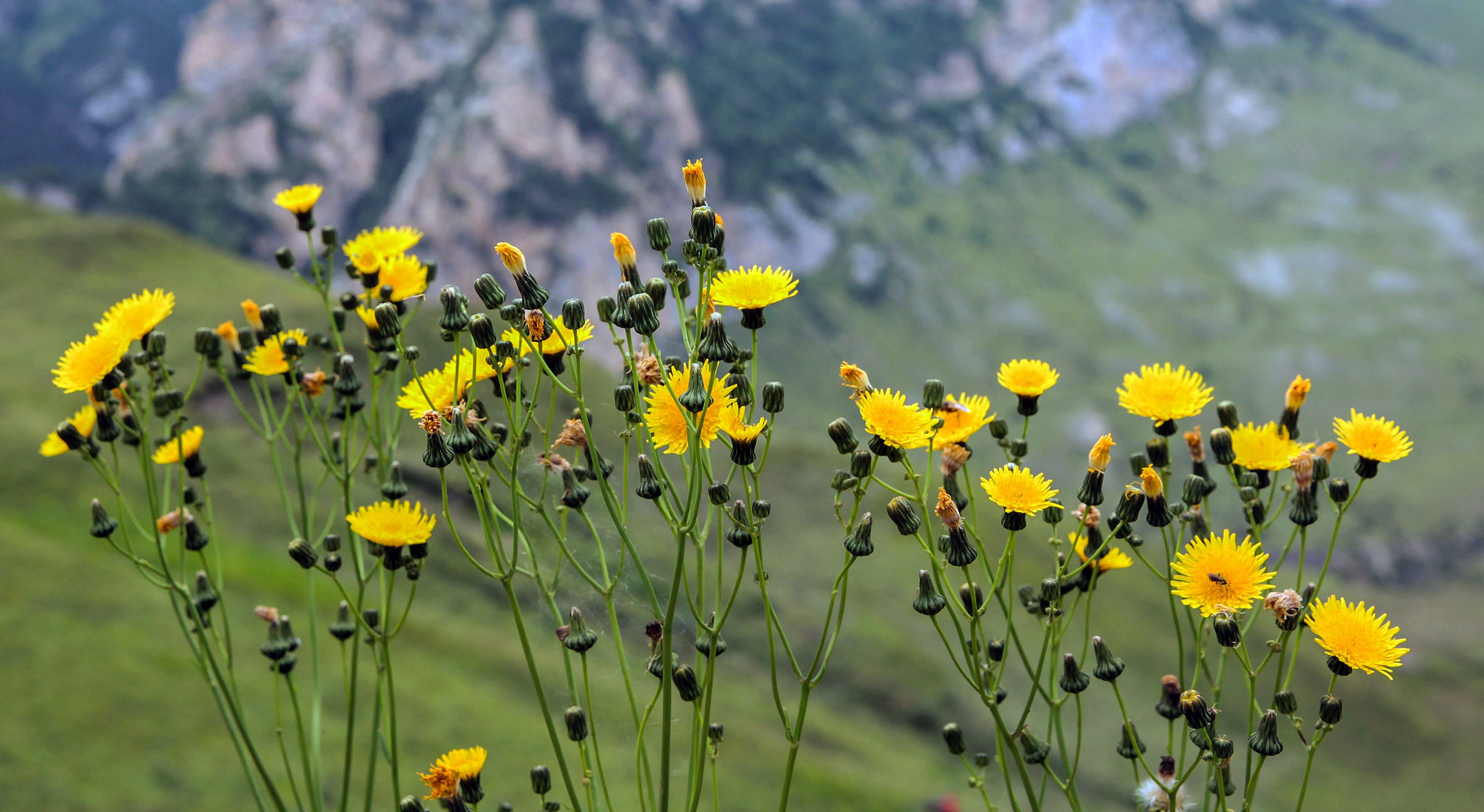 горы,лето,цветочки,, Marat Magov