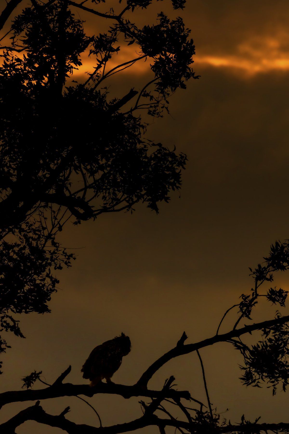 indian eagle owl, Chandrashekhar Shirur