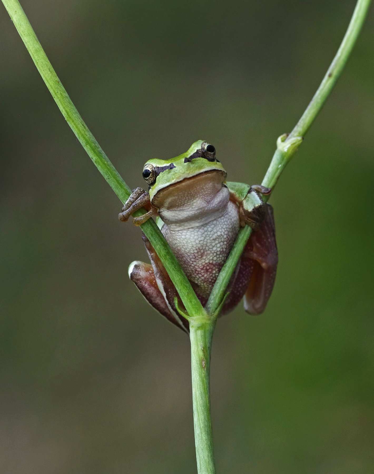 frog, tree frog, humor, macro, animal, graphics, hello, hi, angry frog,, Savas Sener