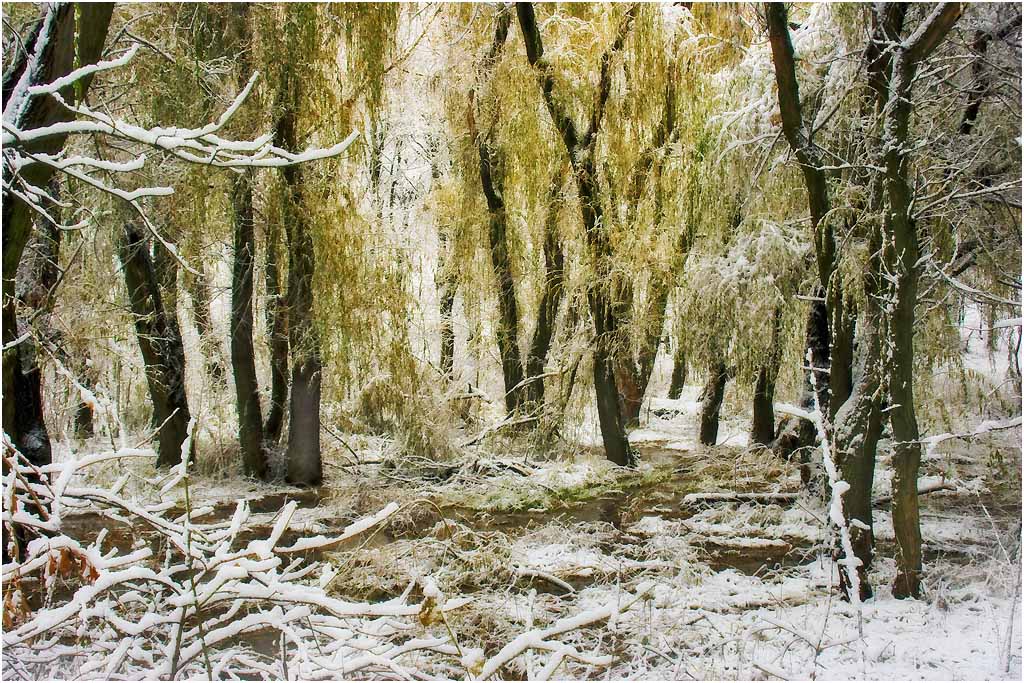 пейзаж, лес, снег, Александр Батурский