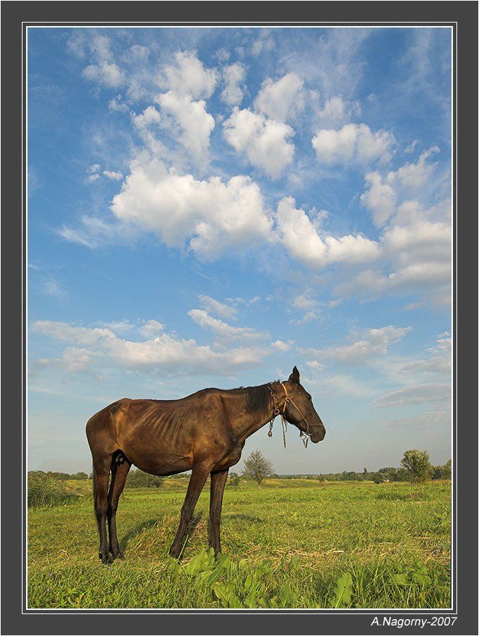 облака, белогривые, лошадки, :), ФотоМаньяк