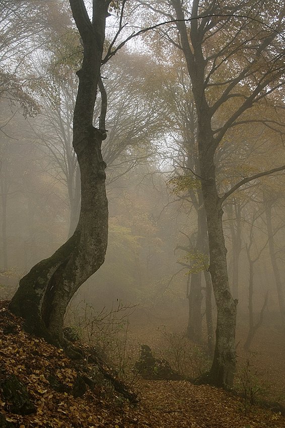 крым, туман, осень, лес, Бома Дзин