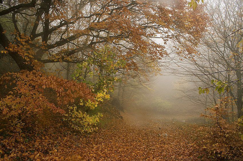 крым, туман, осень, лес, Бома Дзин