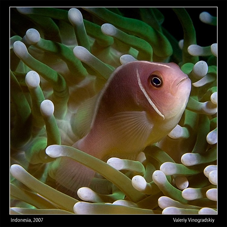 амфиприон рыба подводное фото индийский океан, Виноградский Валерий