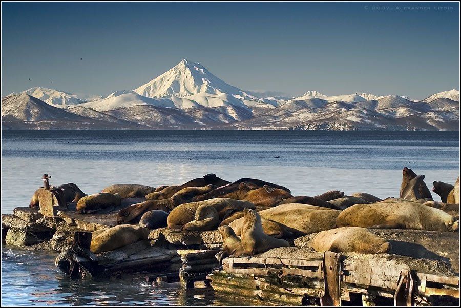 морской лев, сивучи, лежбище, пирс, море, горы, вулкан, камчатка, Александр Лицис