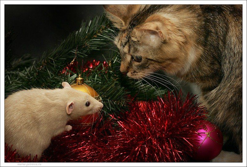 кошка, мышка, Петрова Мария