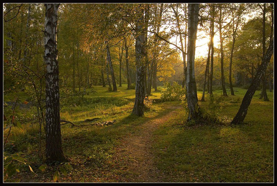 лес, солнце, осень, Павел