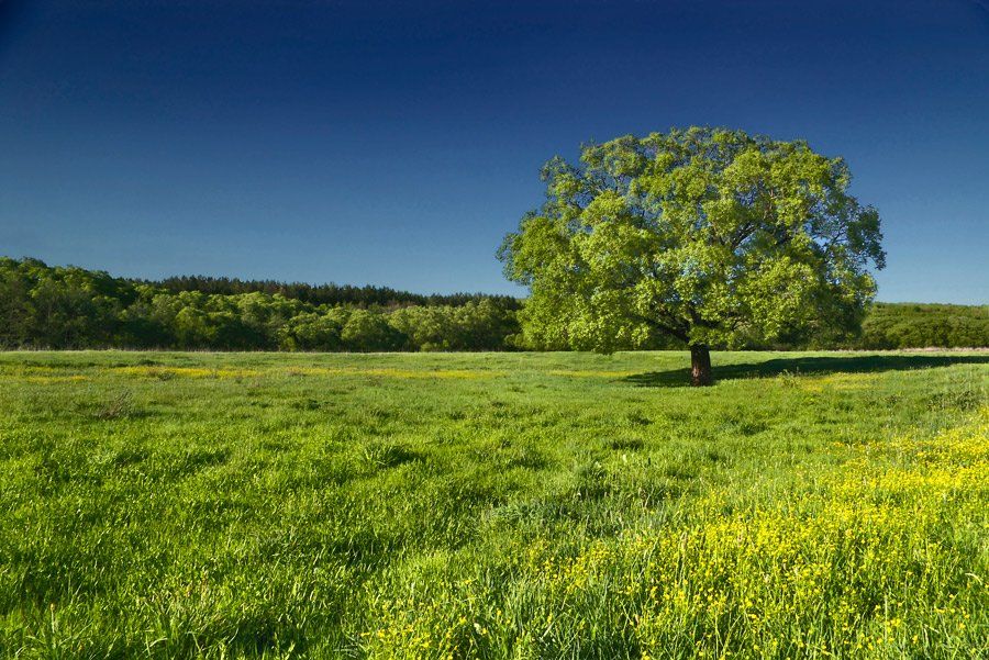 дерево, трава, небо, лето, солнечно, Александр Дубовицкий