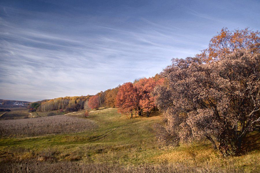 осень, ноябрь, деревья, листва, облака, Александр Дубовицкий