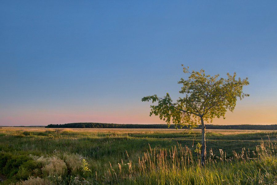 небо, закат, дерево, поле, трава, Александр Дубовицкий