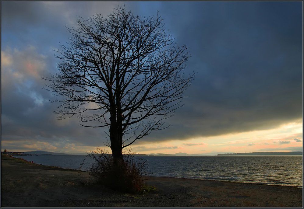дерево, море, тучи, одиночество, Евгений Иванюшенко