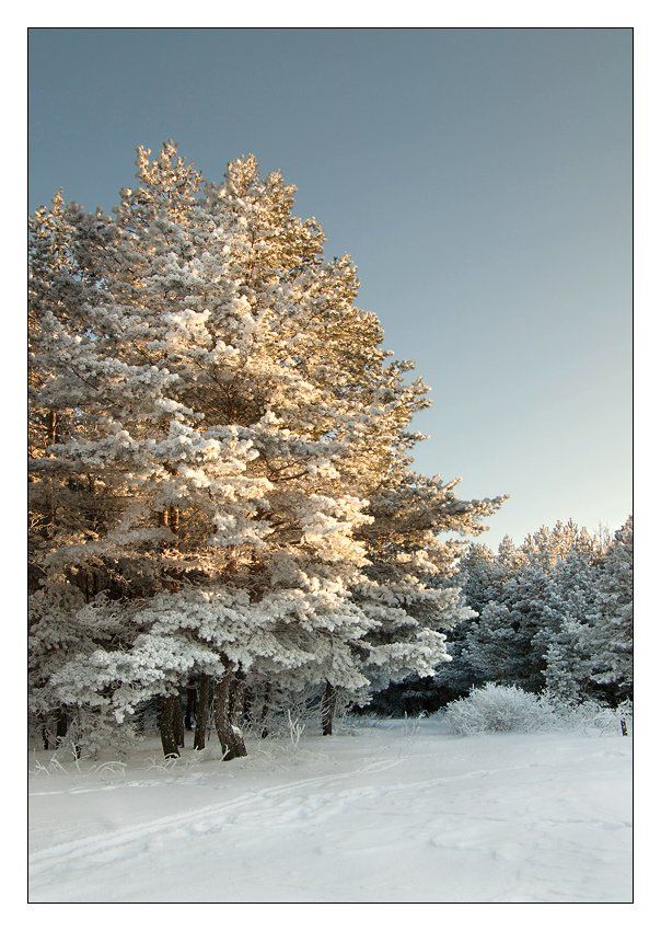 лес, зима, снег, Александр Дубовицкий