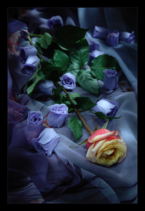 Розы спи любимая. Необычные розы. Цветы вечер. Красивые цветы ночью. Спокойной ночи цветы.