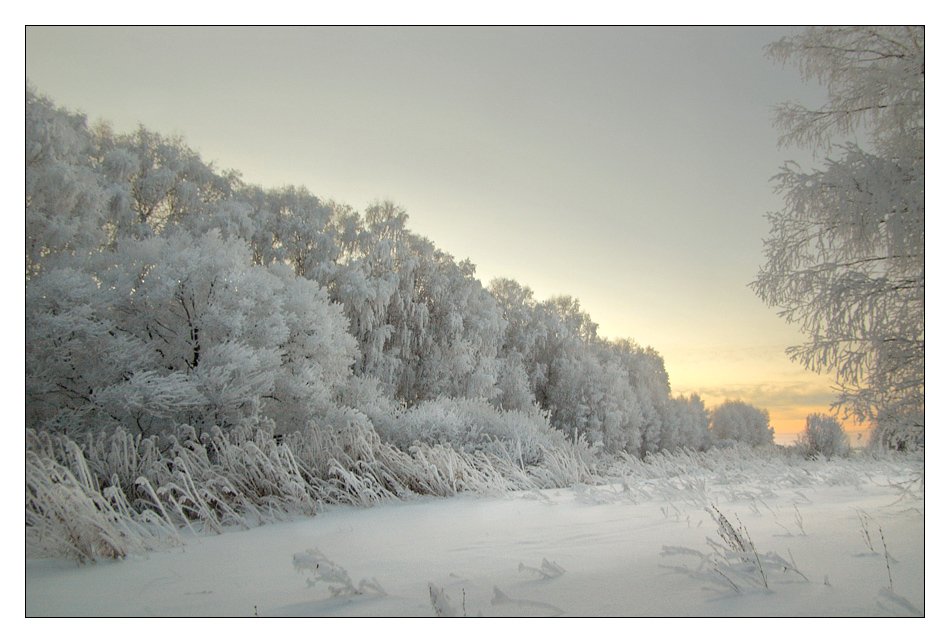 зима, снег, деревья, Александр Дубовицкий