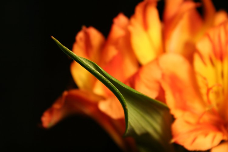 цветок, яркость, оранж, макро, Lelya