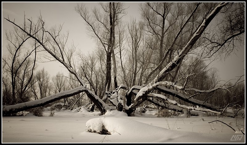зима, деревья, Денис Рассоха