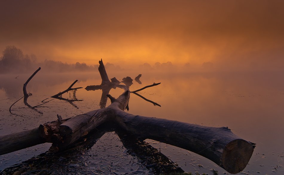 fogs, myst, sunrise, swamp, Philip Peynerdjiev