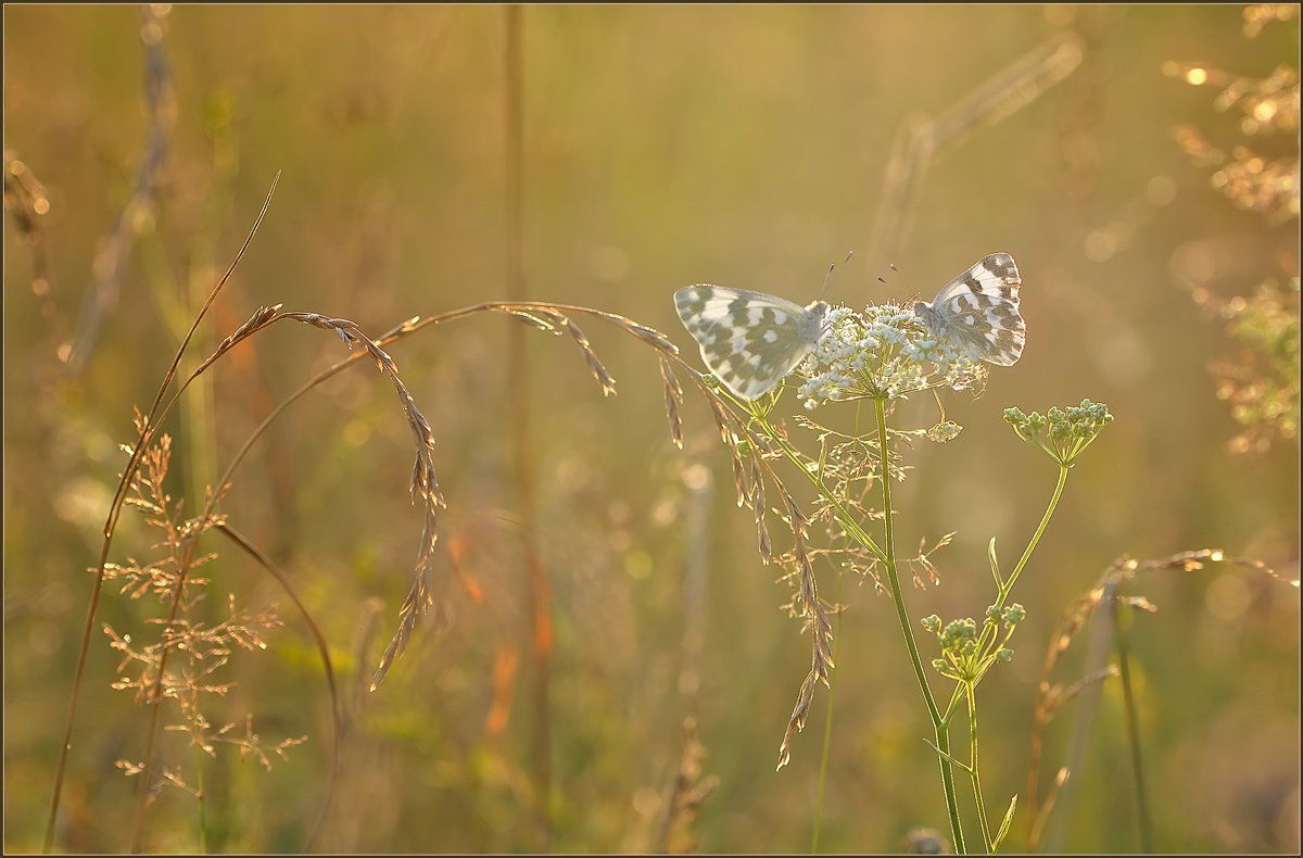 бабочки, макро, природа, , Евгений Кирилкин.