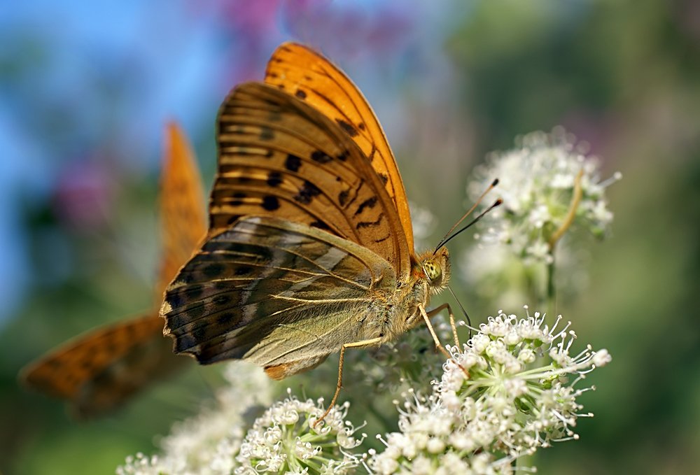 бабочки, цветы, лето, Ирина Фурашова