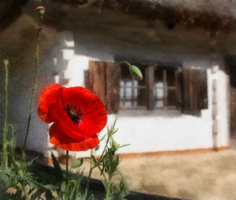 деревня, окно, домик, мак, цветы, Наталья Кузнецова (Nateletro)