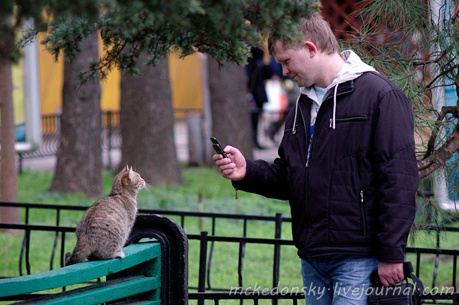 жанр, алушта, крым, человек, кот, Nikita