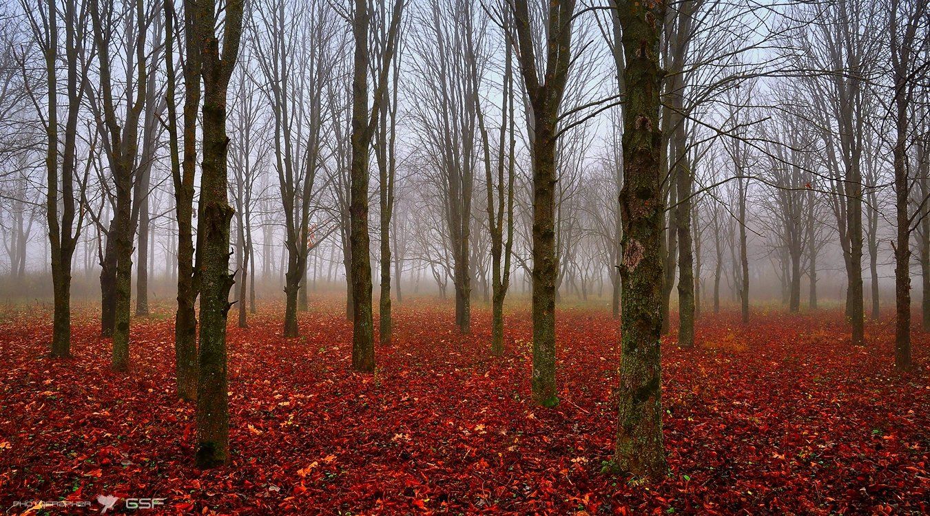 туман, деревья, листья, роща, осень, Serj Master