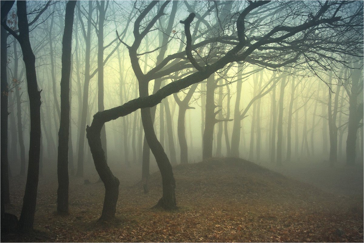 утро, деревья, живые, лес, харьков, солоницевка, туман, Александр Киценко