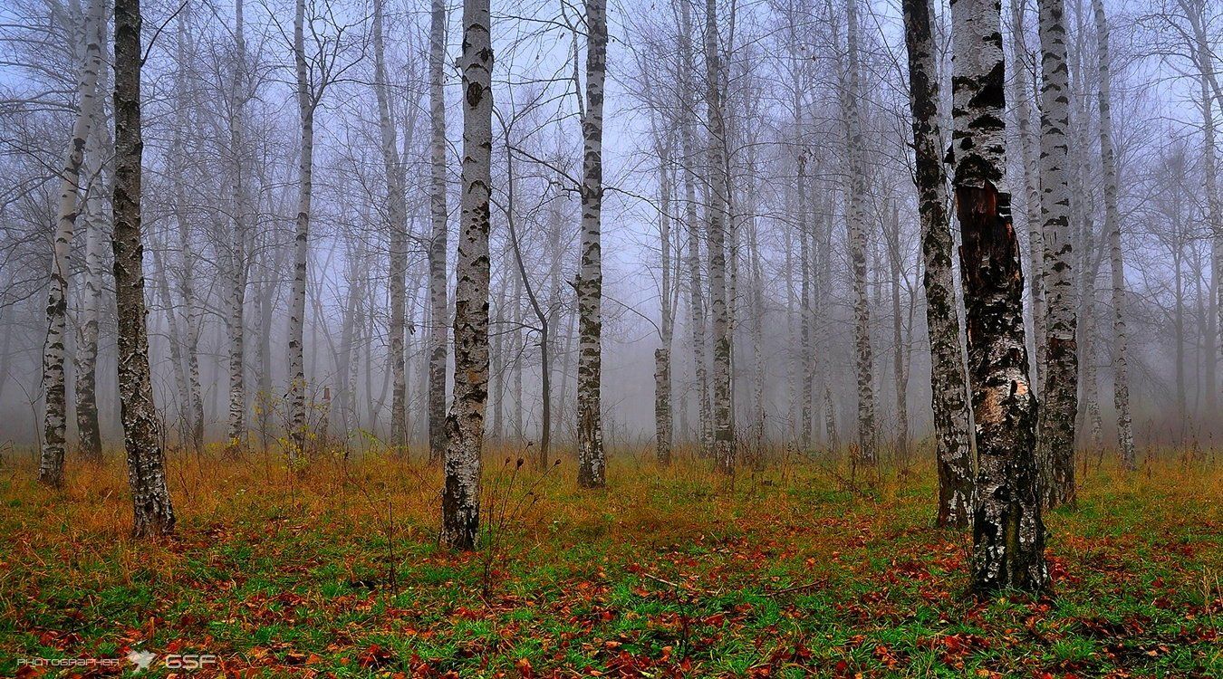 природа, осень, туман, роща, деревья, березы, Serj Master