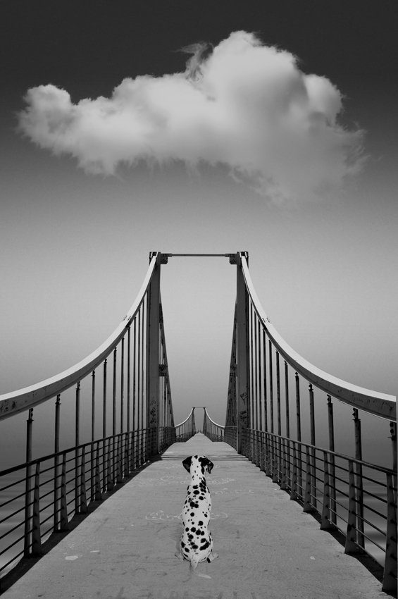 dog, bridge, dramatic, alone, ocean, water, waiting, Caras Ionut