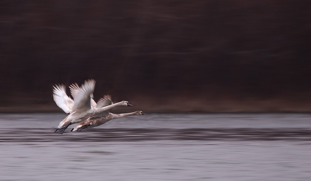 birds, swan, Stefan Stefanov