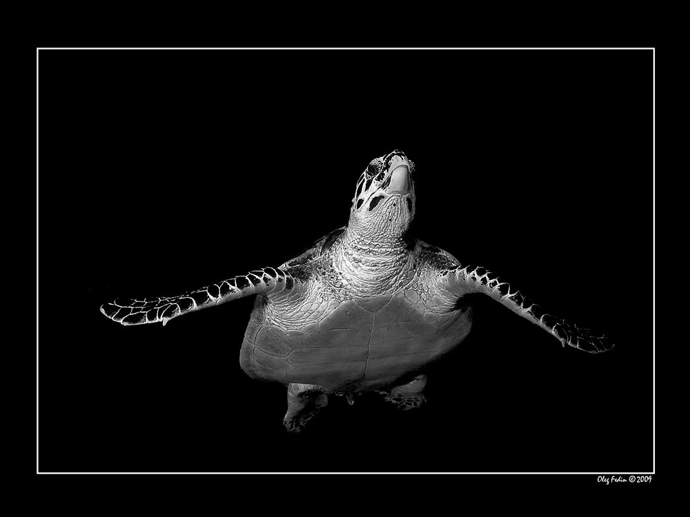 дайвинг, египет, кресное море, черепаха бисса, Олег Федин