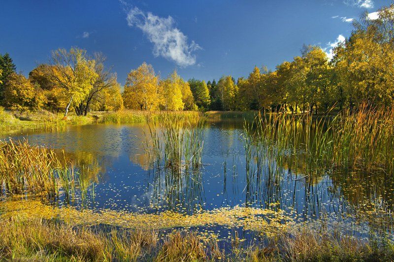 autumn, golden, nature. trees. krusev. landscape, Petar Krusev