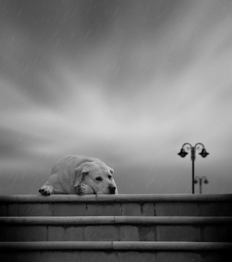 dog, stairs, brick, pool light, alone, Caras Ionut
