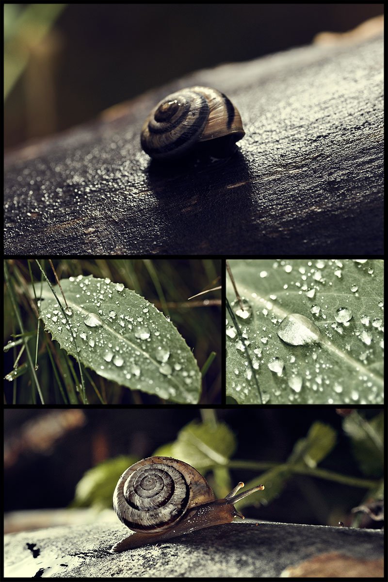 snail, macro, tokina, Мухамбетов Руслан