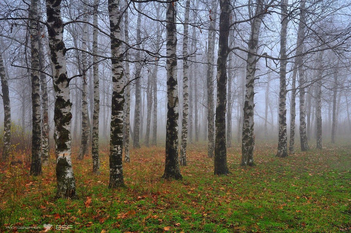 природа, туман, осень, роща, березы, Serj Master
