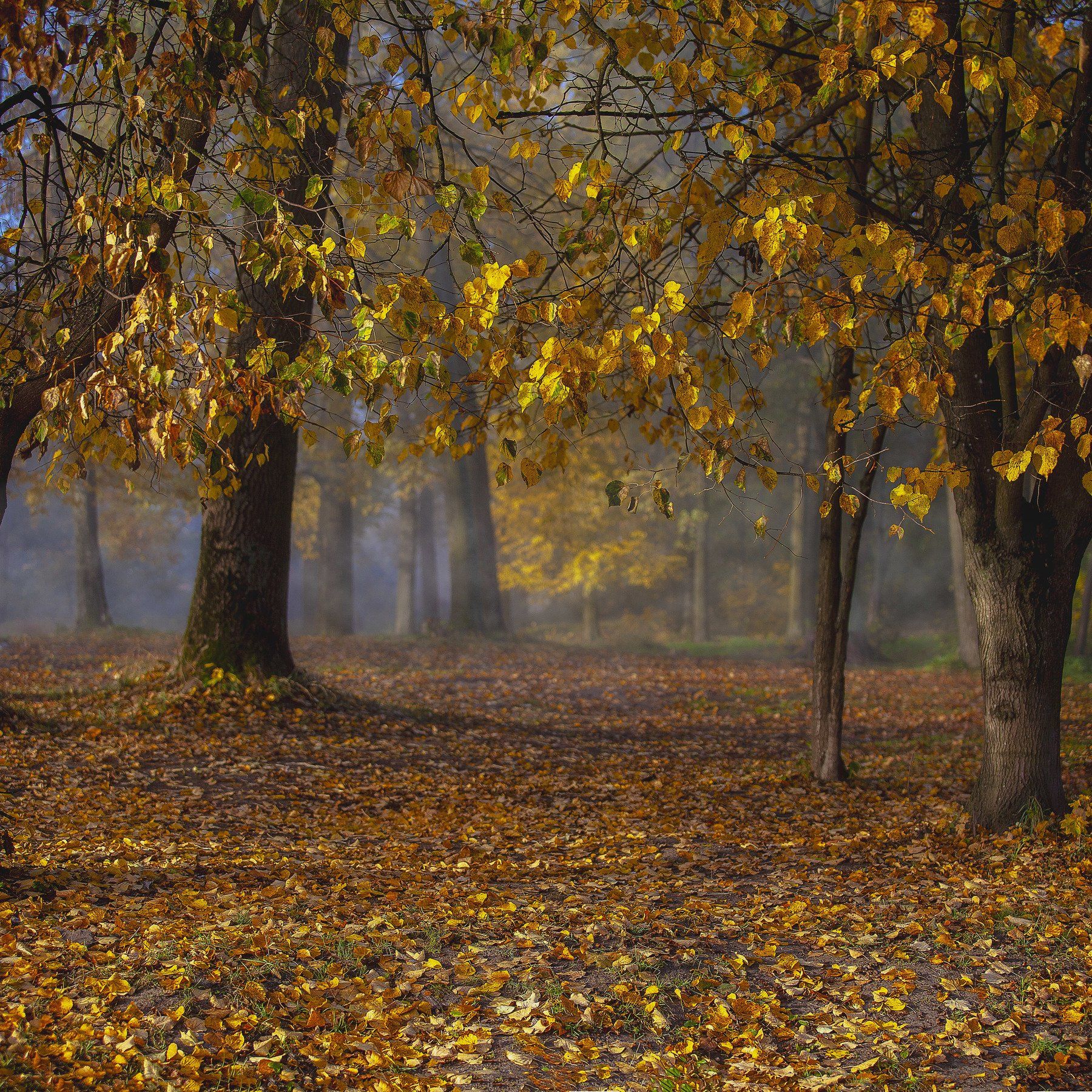 осень, парк, листва, туман, Александр Игнатьев