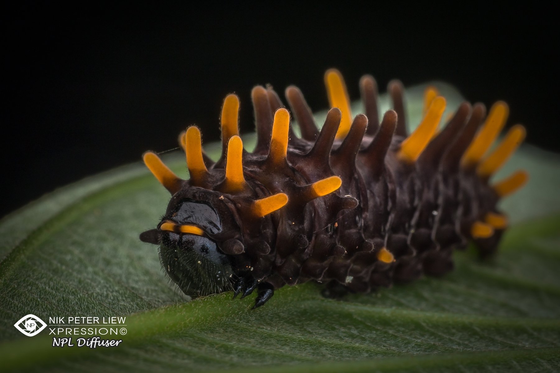 #caterpillar, , #nature, #npl, Nik Peter Liew