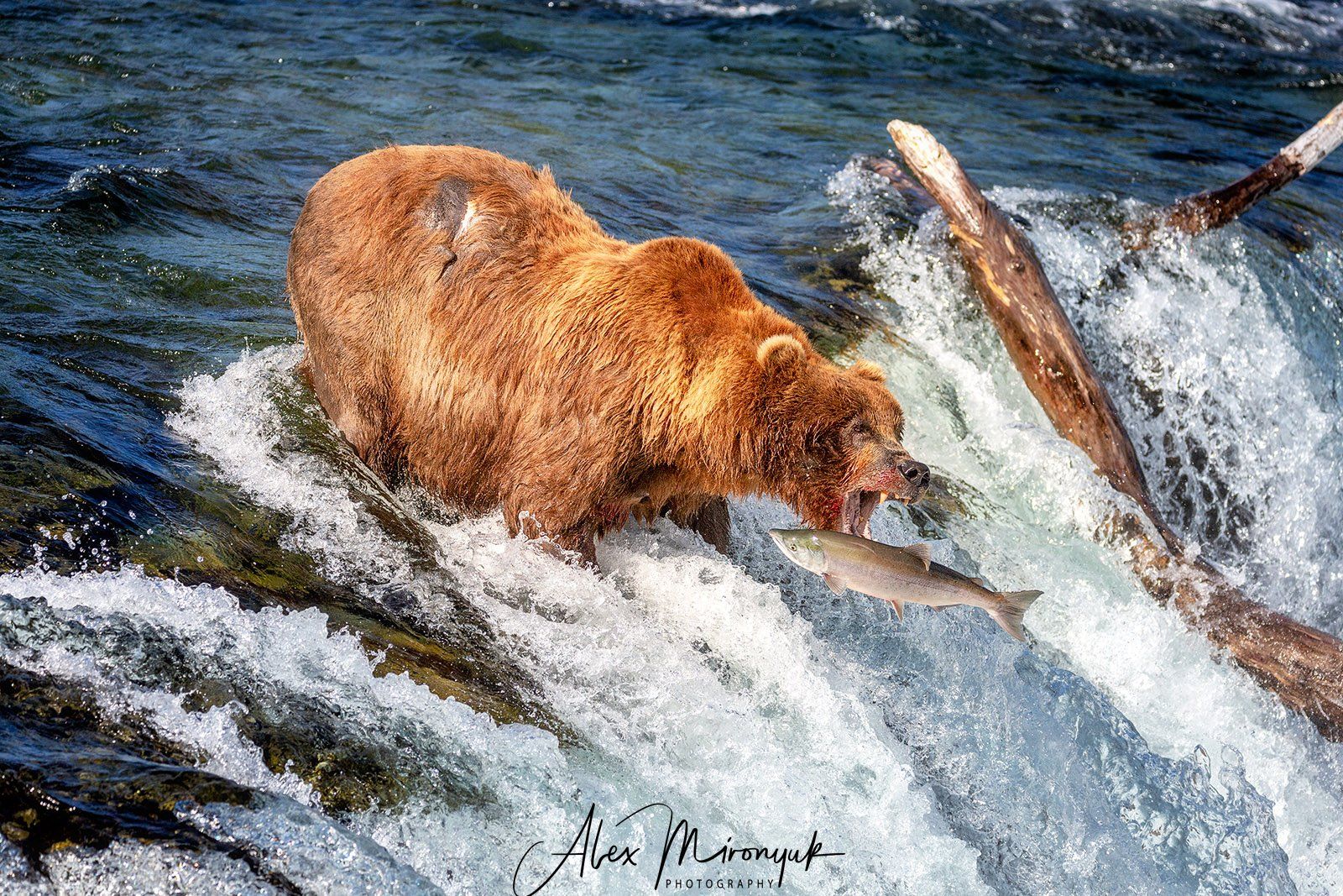 сша, аляска, медведь, гризли, рыбалка, лосось, вода, река, природа, дикая, Alex Mironyuk