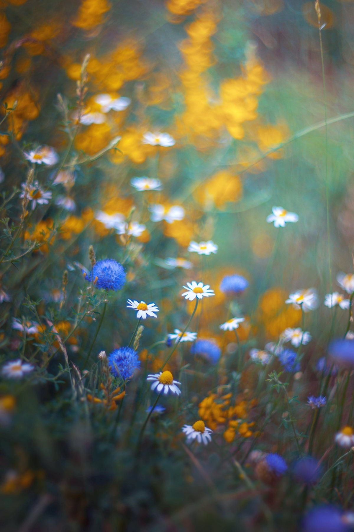 Flowers,wild,nature,yellow,white,green,bokeh,, Борислав Алексиев