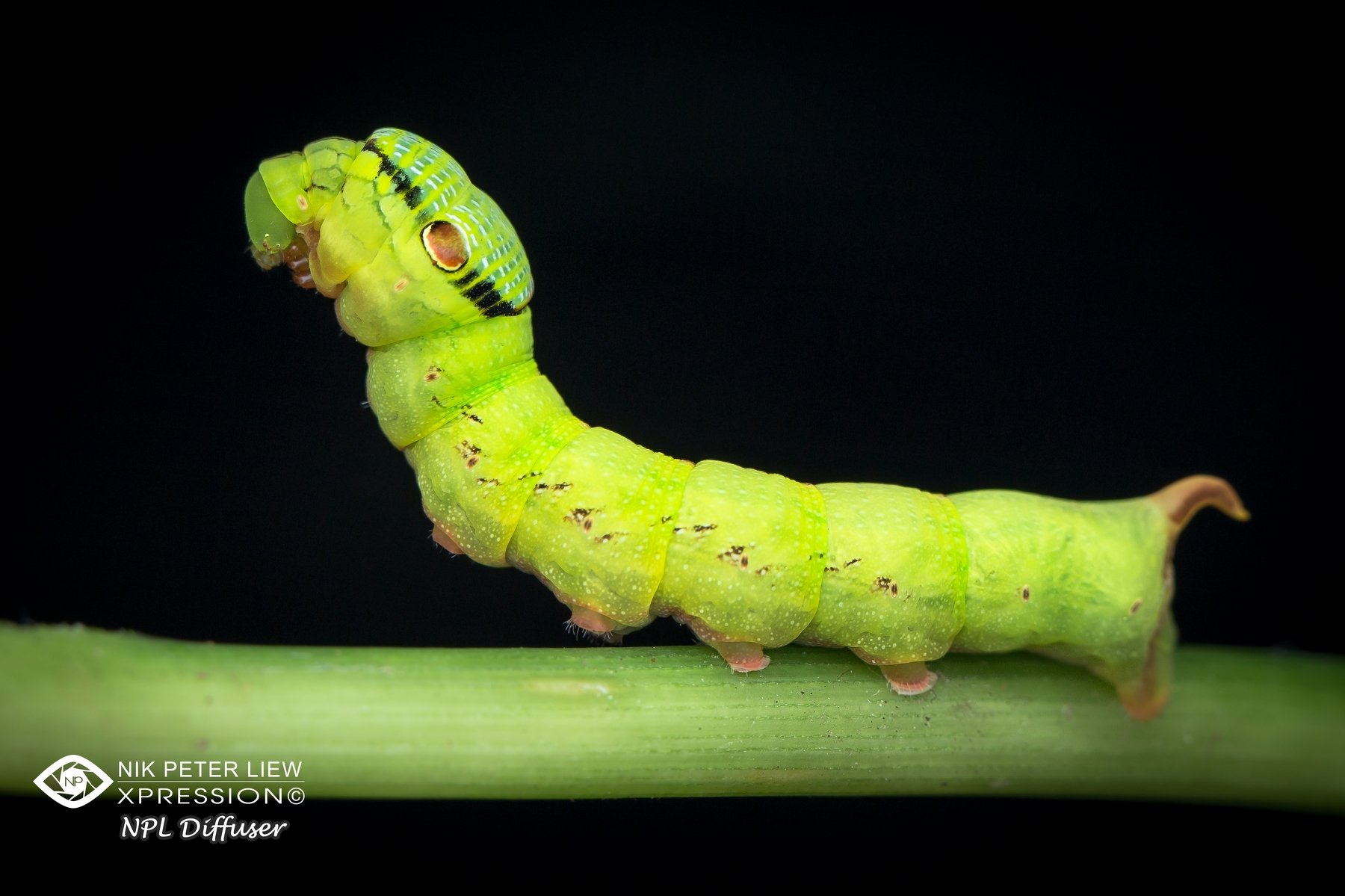 #green, caterpillar, #nature, #npl, Nik Peter Liew