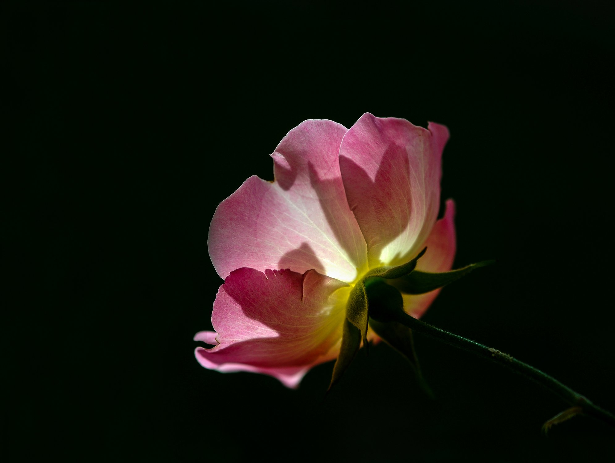 flower, mohamad jalili