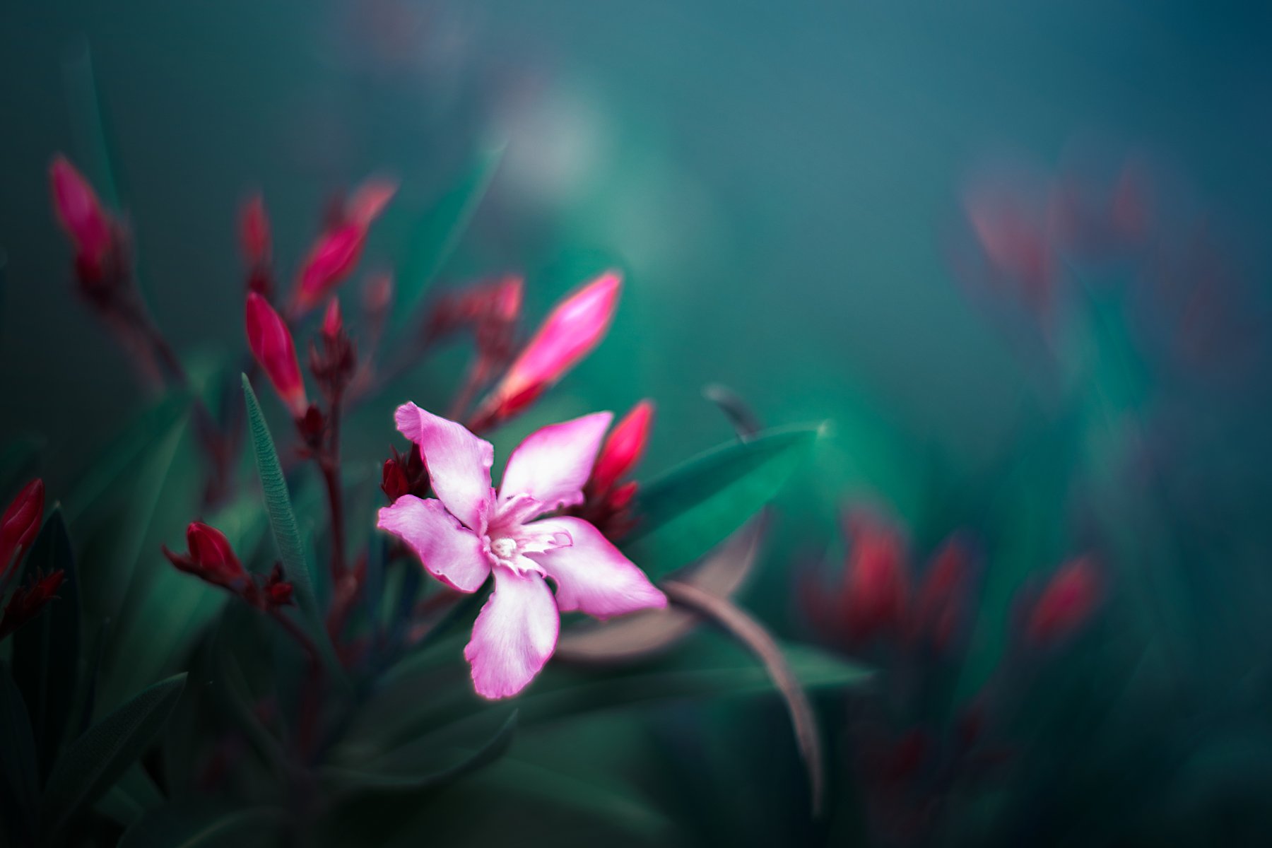 Pink,blue,green,red,nature,flowers,bokeh,, Борислав Алексиев