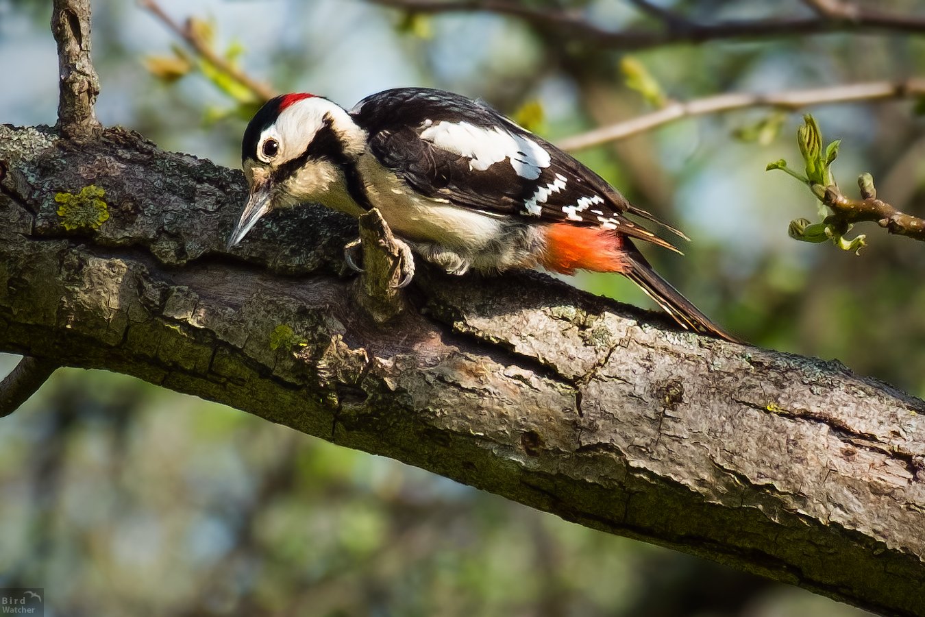 animals, birds, spring, Dendrocopos major, bird, Bird Watcher