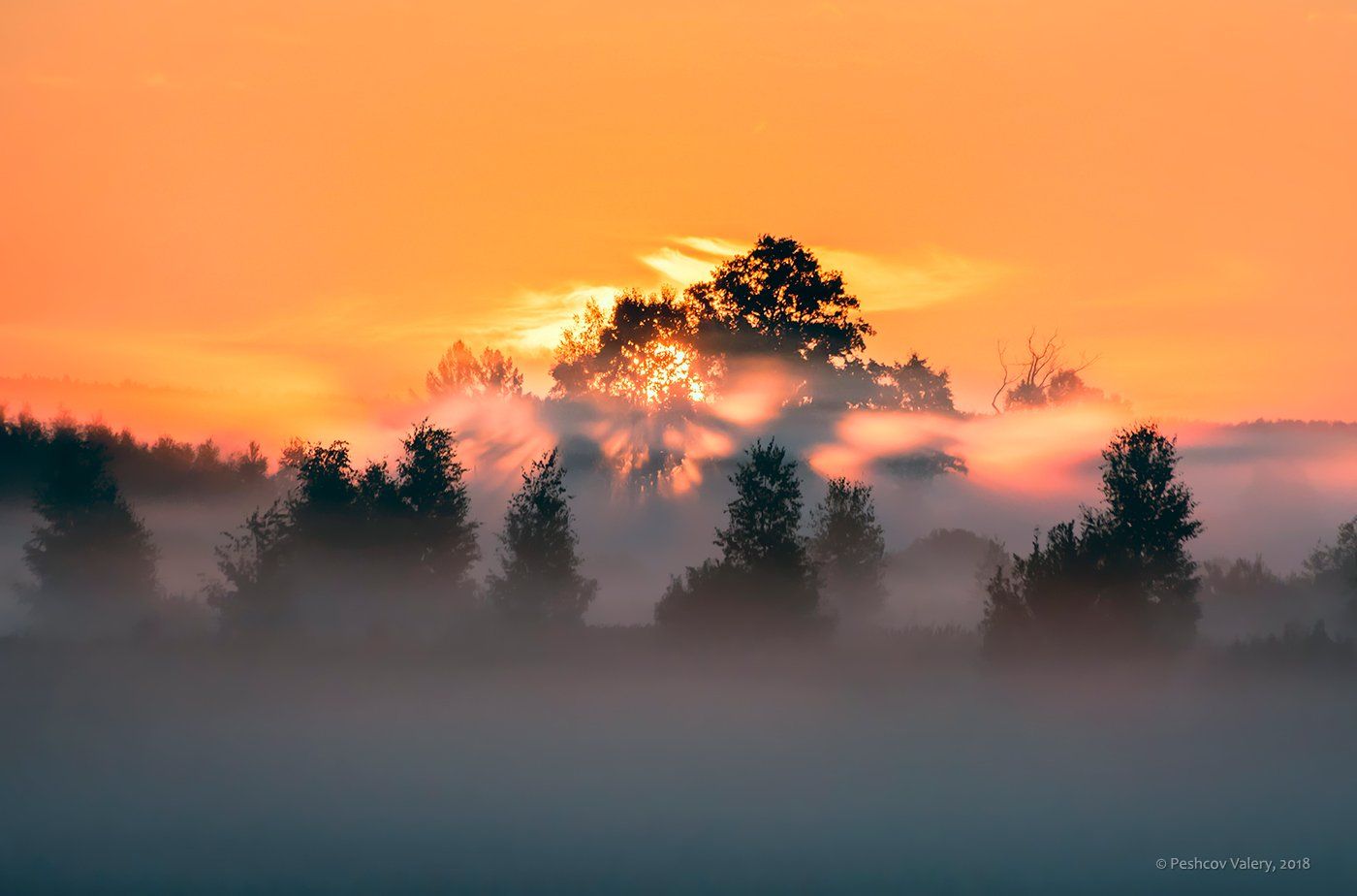 утро, солнце, лучи, туман, розовое утро, розовый туман, поля, деревья, крона, мещёра, рязанская область, Валерий Пешков